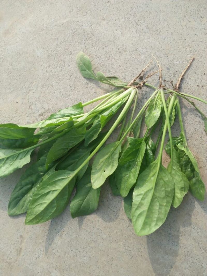大叶菠菜15~20厘米