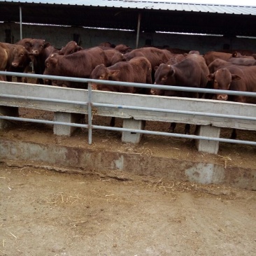 利木赞牛犊100~200kg