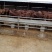 利木赞牛犊100~200kg