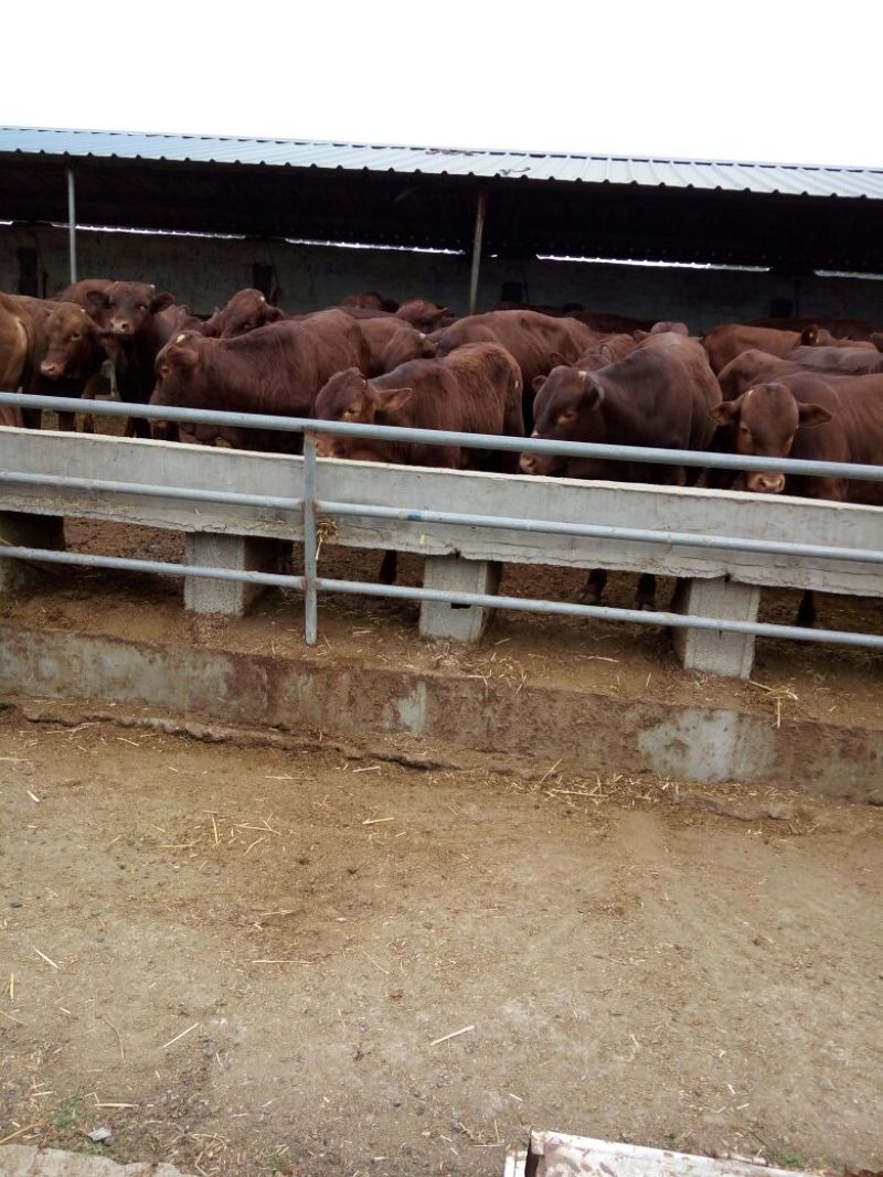 利木赞牛犊100~200kg