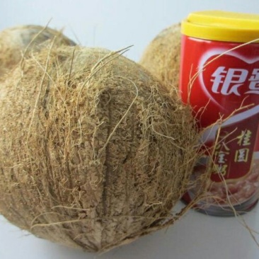 高种椰子1.5~2斤