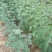 陕西韩城大红袍花椒特级干