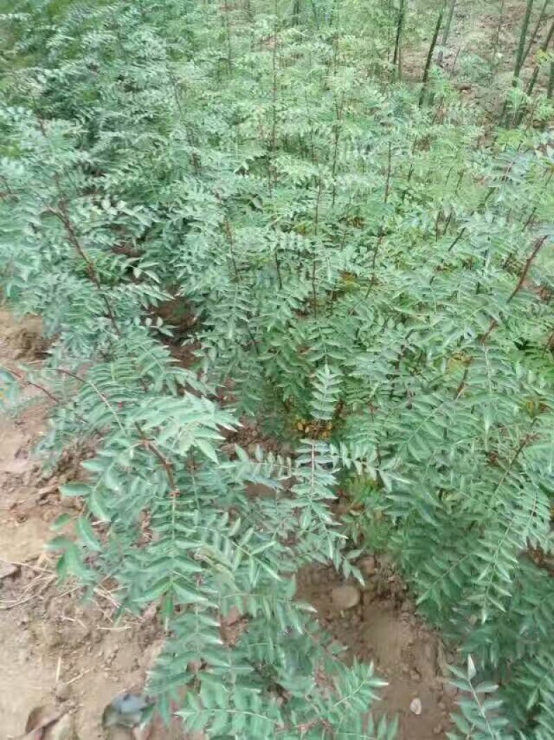 陕西韩城大红袍花椒特级干