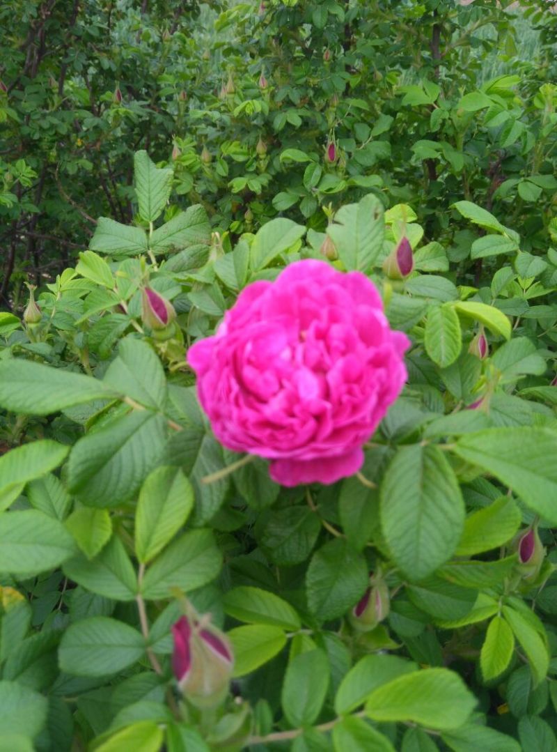 玫瑰花茶