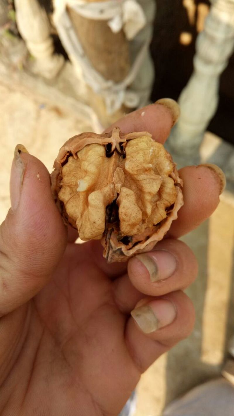 薄皮核桃30mm以上去皮干