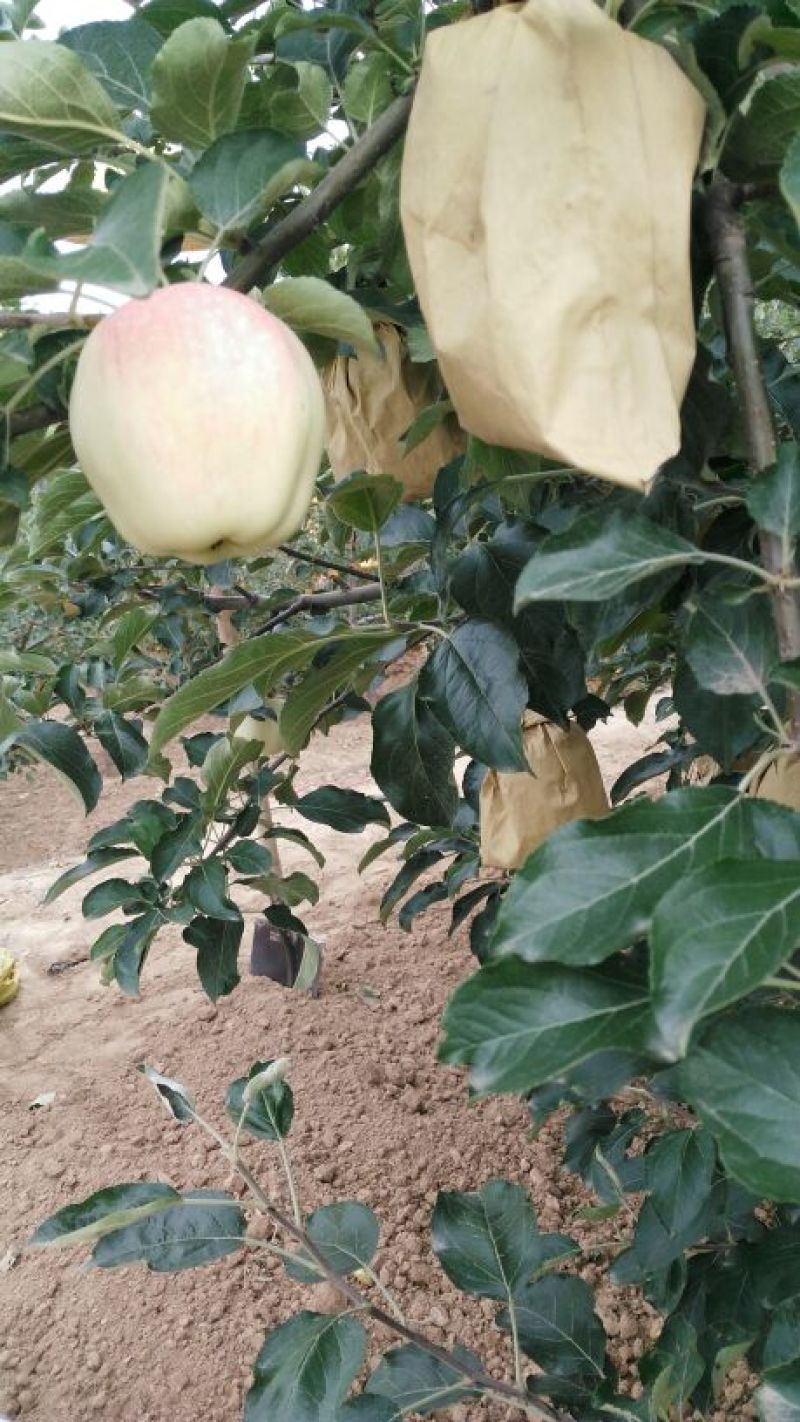 七月红苹果纸袋