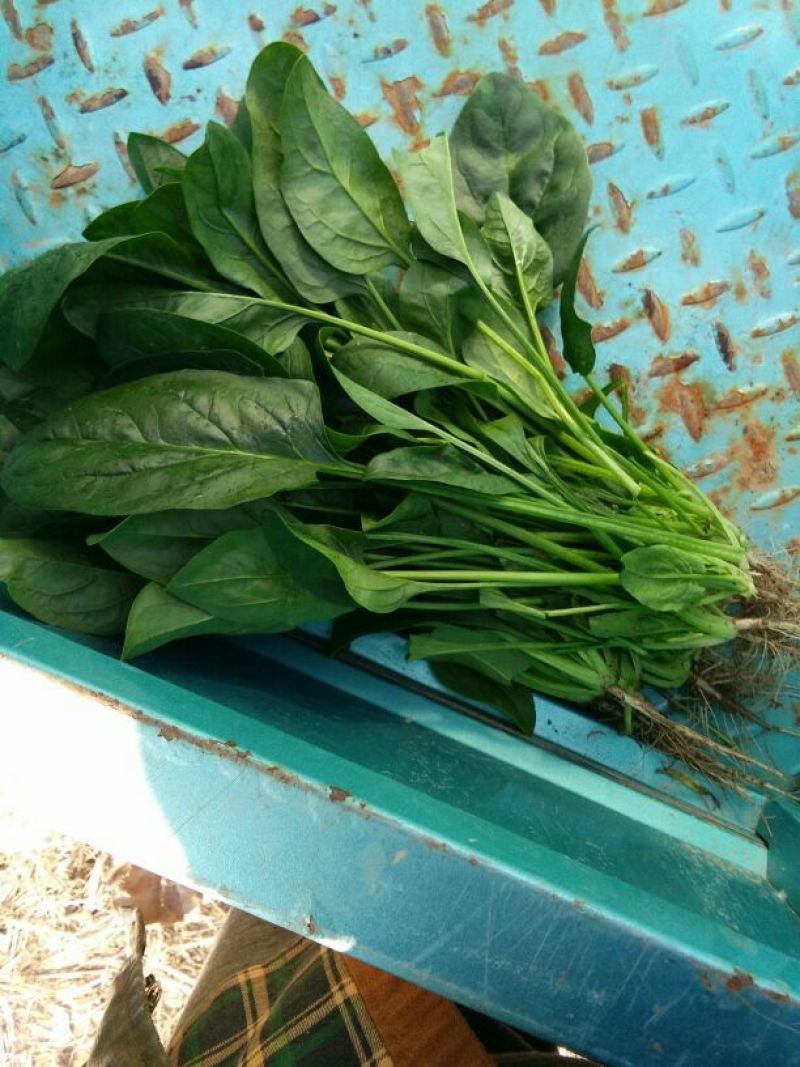 全能菠菜15~20厘米