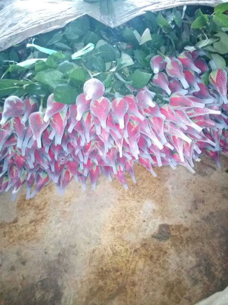 玫瑰鲜切花20朵