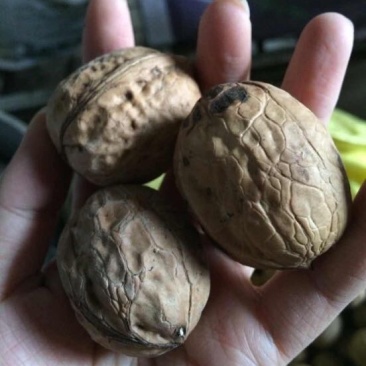 薄皮核桃