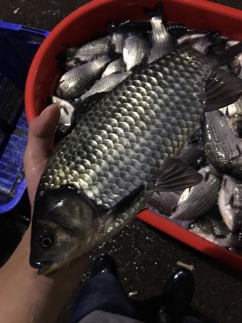 方正银鲫