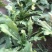 荠菜种子