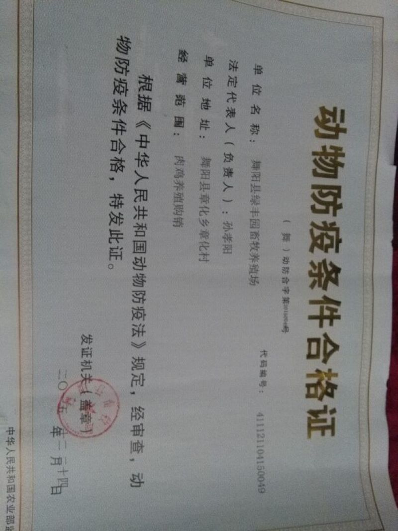皖西白鹅苗250g以上