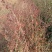 柿树2~4cm4cm以下1.5~2米
