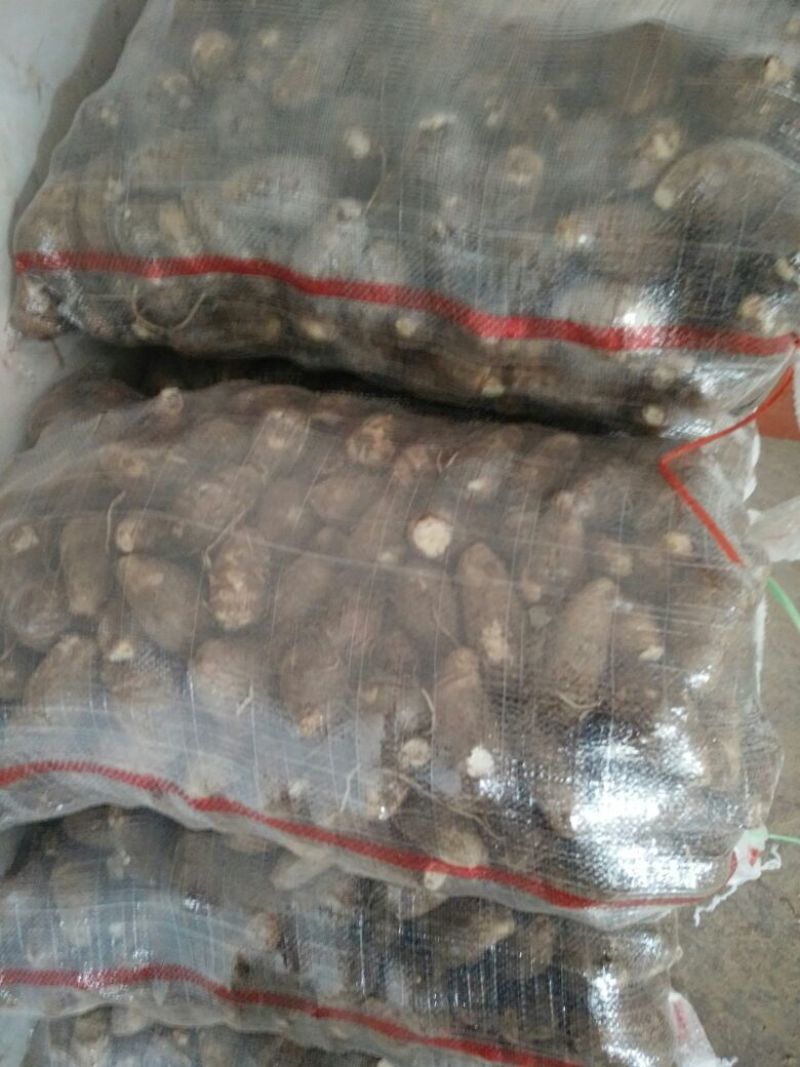 山东优质芋头大量上市，优质沙土芋头，保质保量，产地直供。