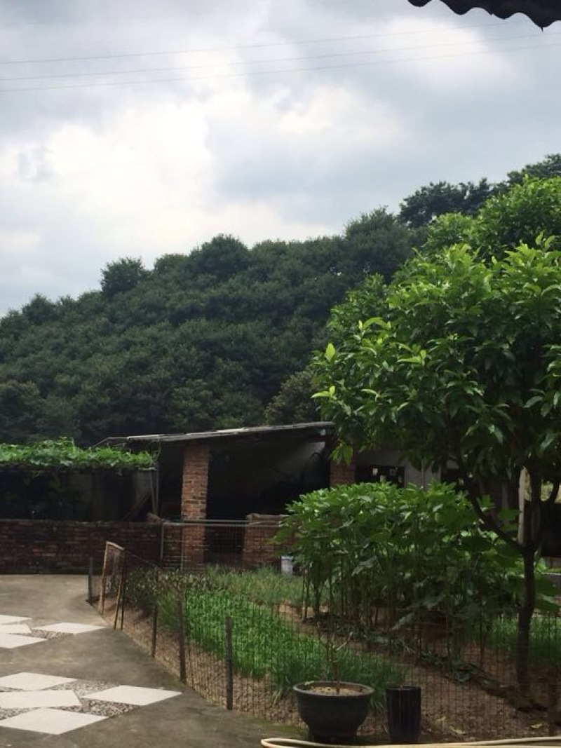 绿壳鸡蛋