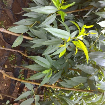 桃树苗30~40cm