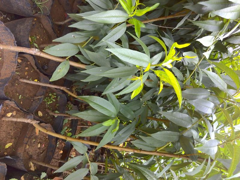 桃树苗30~40cm