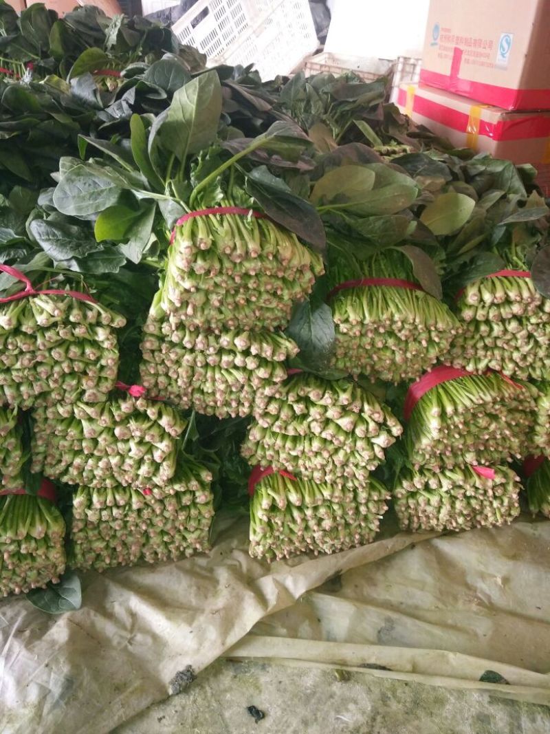 大叶菠菜15~20厘米