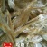 毛花鱼干