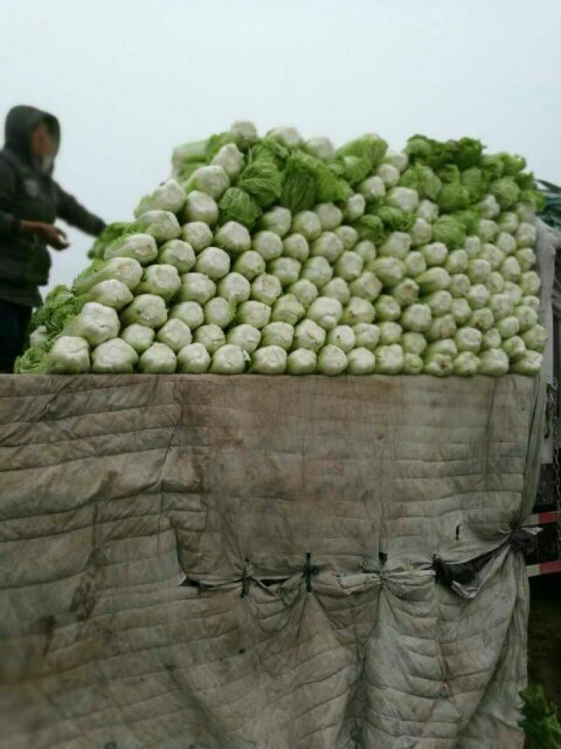 黄心菜白菜3~7斤