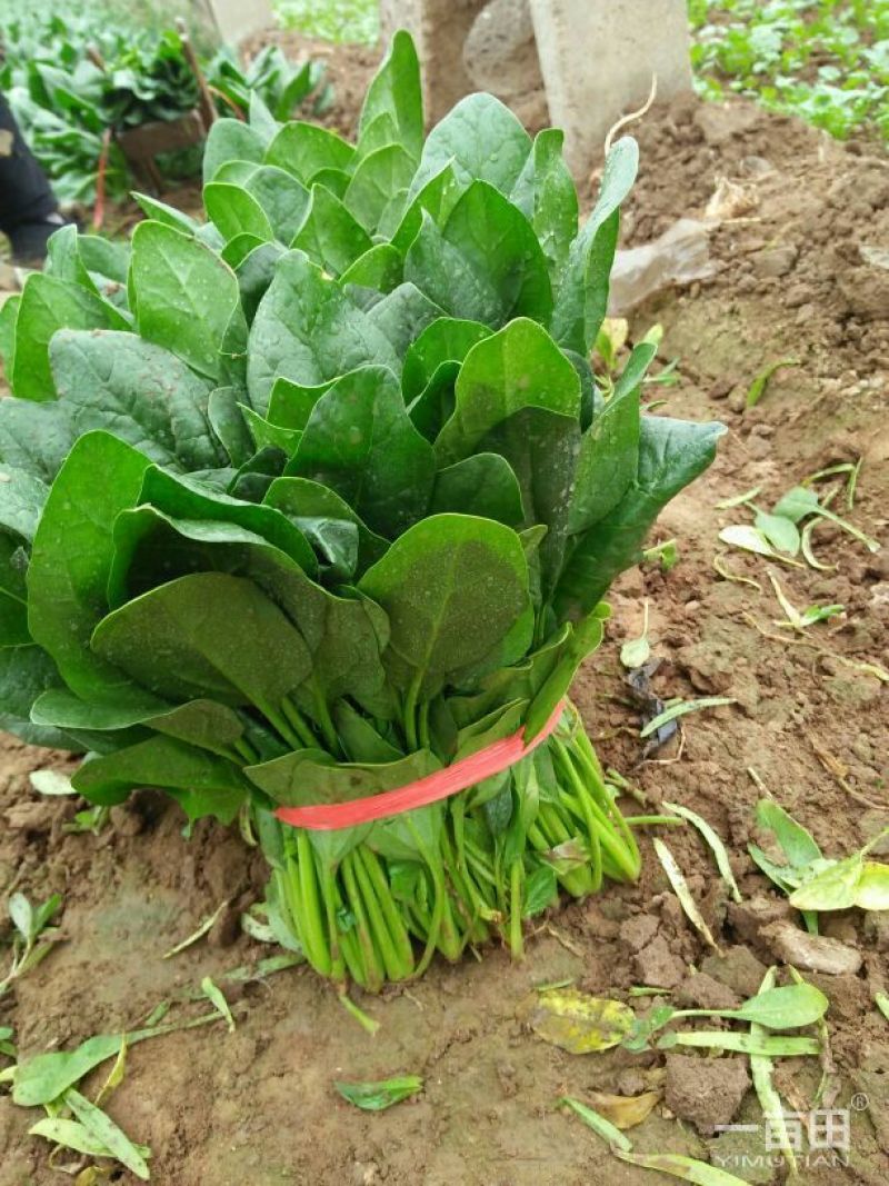 【大叶菠菜】产地直供现摘现发实力代收脆嫩货量充足品质保证