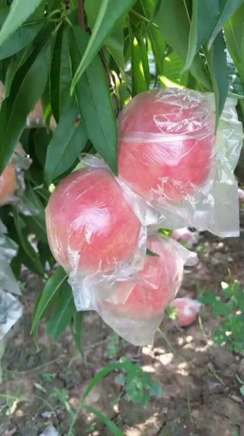 陕西大荔膜袋毛桃，秦王，富岛大量上市。货源充足质量保证