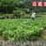三红柚子苗0.5~0.8m0.5~0.8cm