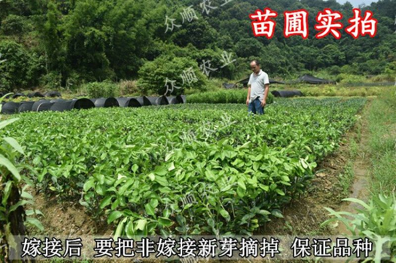 三红柚子苗0.5~0.8m0.5~0.8cm