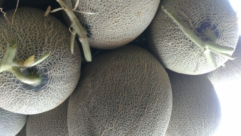 西州蜜瓜3斤以上椭圆形