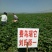 荷兰十五土豆种子一级种薯