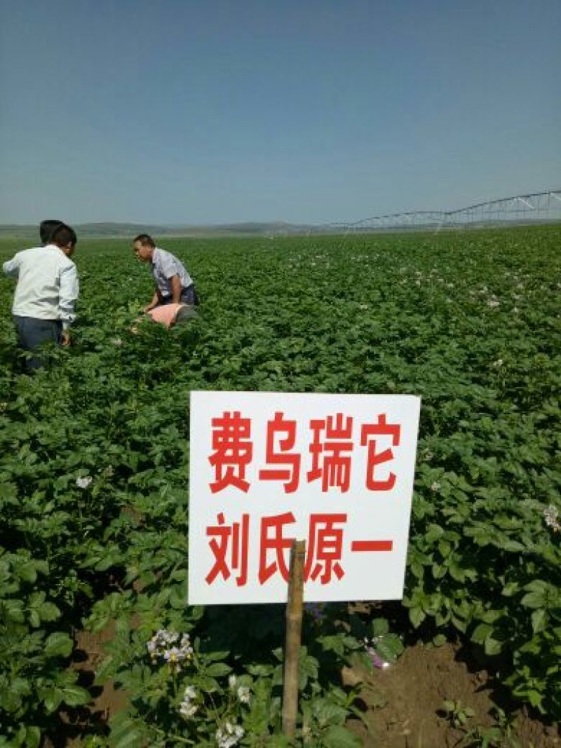 荷兰十五土豆种子一级种薯