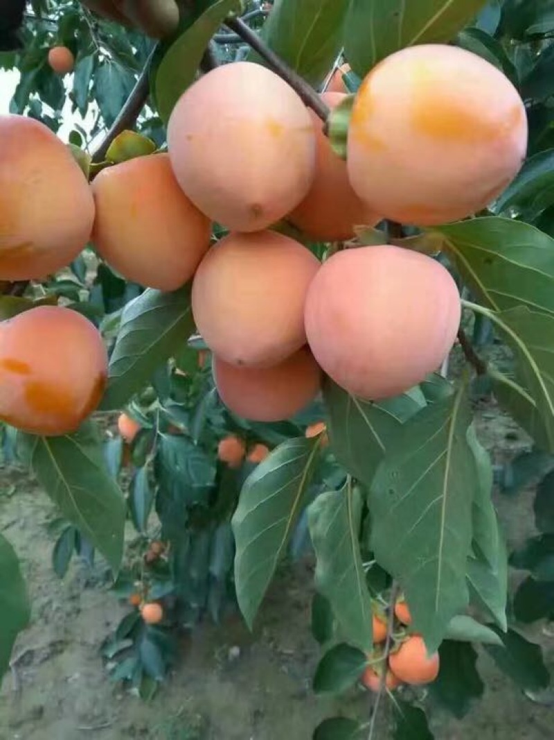 柿饼