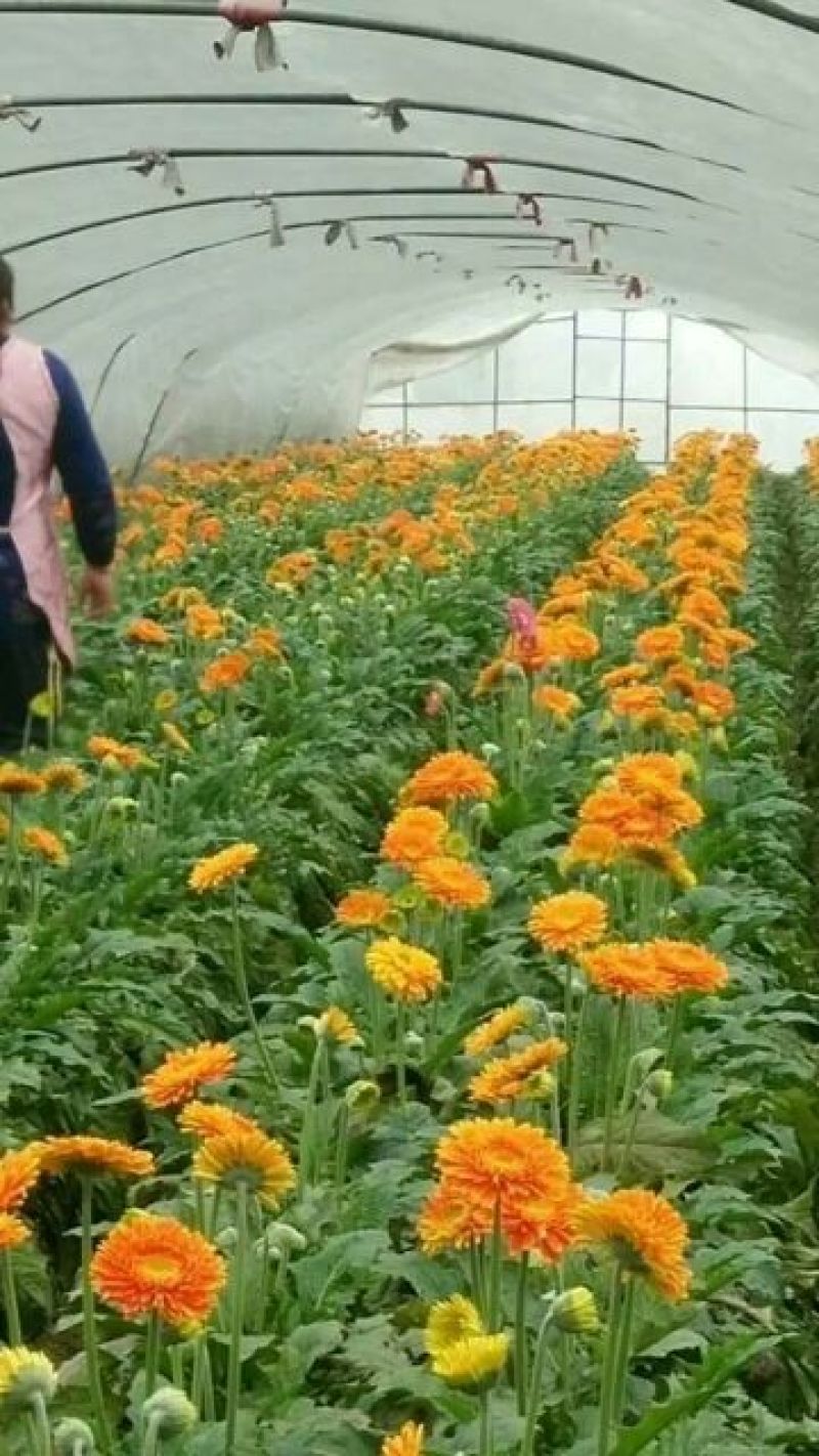 扶郎花非洲菊18枝一扎浙江海宁基地发货