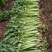 芹菜55cm以上欢迎光大客商前来订购