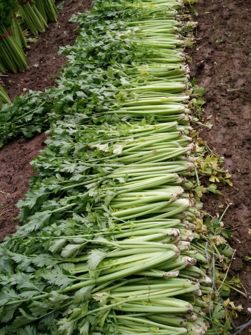 芹菜55cm以上欢迎光大客商前来订购