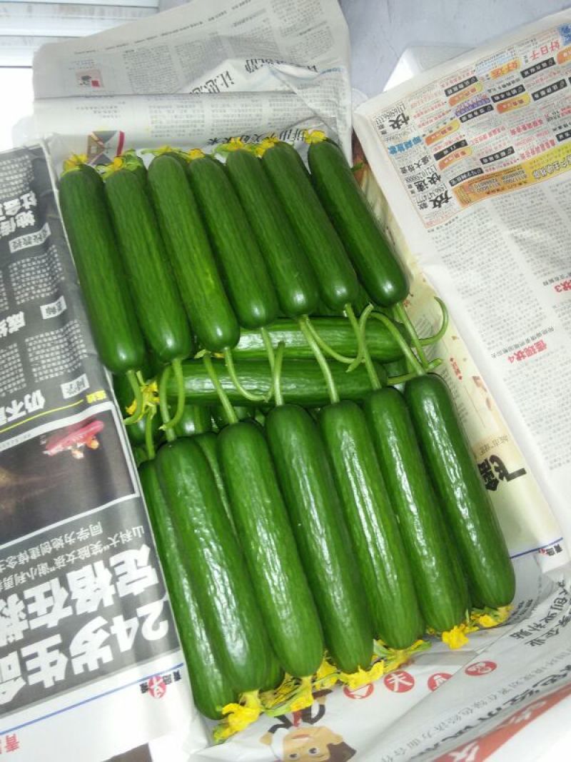 山东寿光水果黄瓜生食级脆甜鲜瓜产地直供全年稳定供货