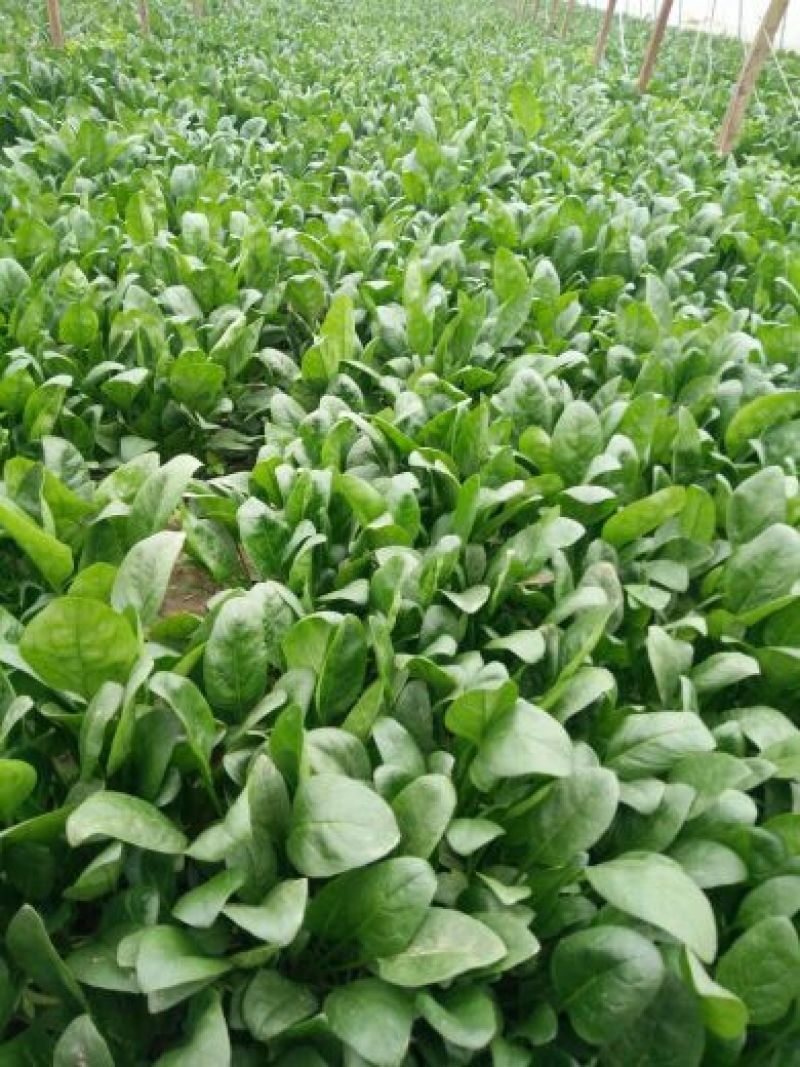 小叶菠菜15~20厘米