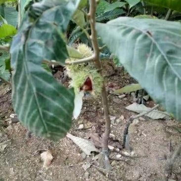 板栗树苗嫁接板栗苗华光板栗泰山板栗等