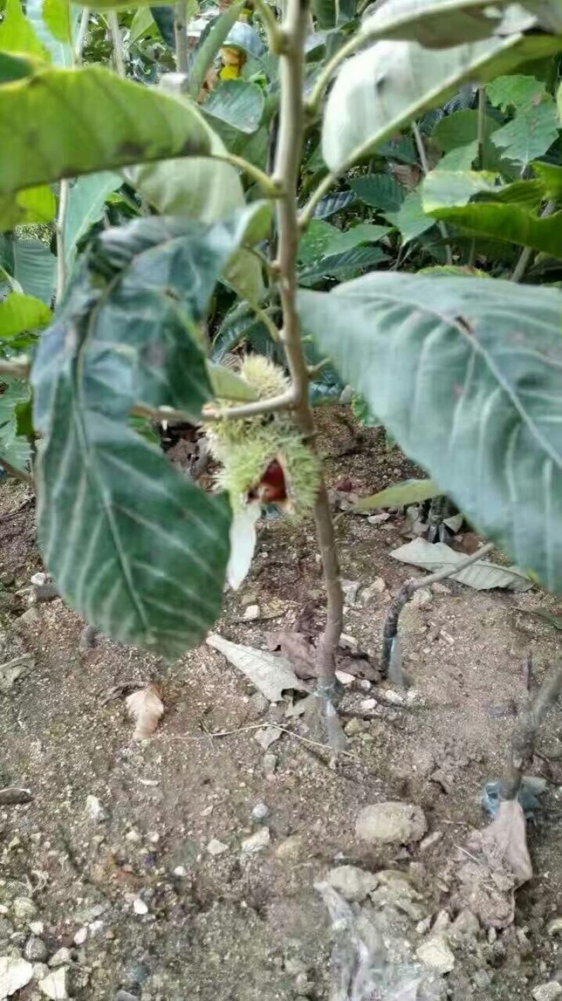 板栗树苗嫁接板栗苗华光板栗泰山板栗等