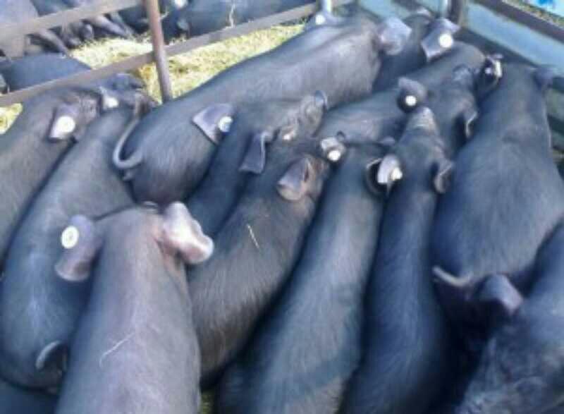 黑土仔猪散养猪，肉质好，好饲养，抗病毒能力好