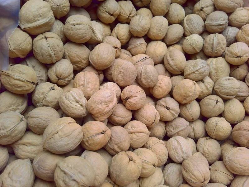 纸皮核桃30mm以上去皮干