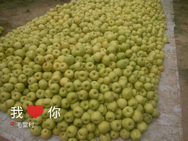 酥梨250~300g纸加膜