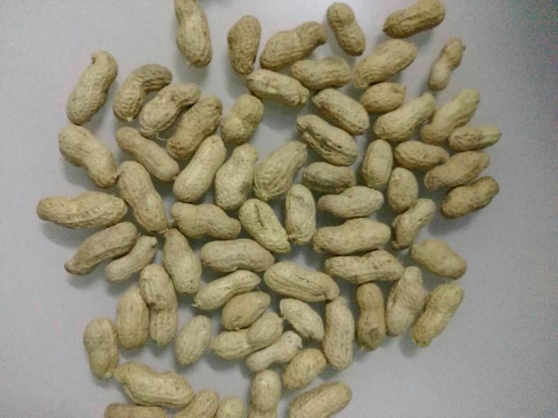 黑花生干货带壳