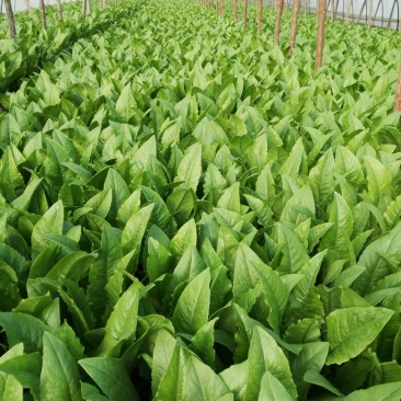 紫油麦菜20~25厘米以上