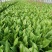 紫油麦菜20~25厘米以上