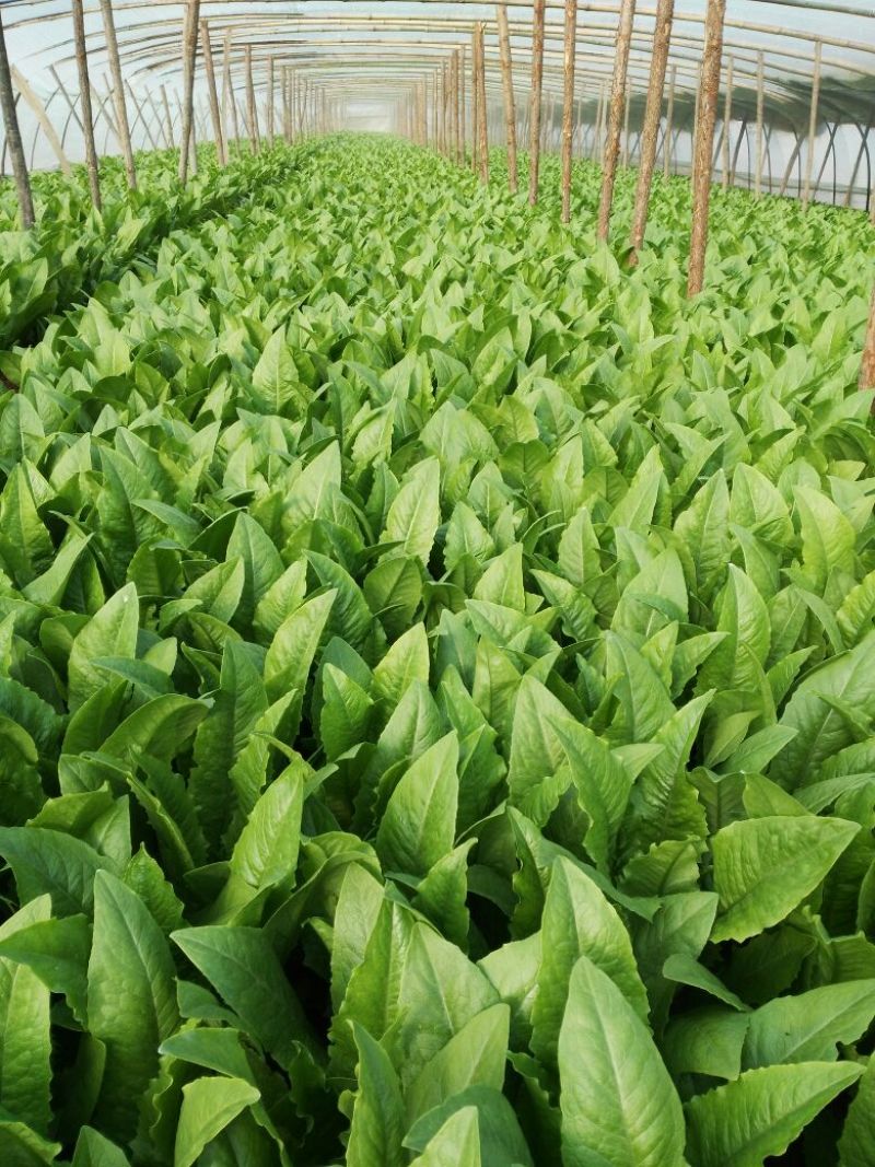 紫油麦菜20~25厘米以上