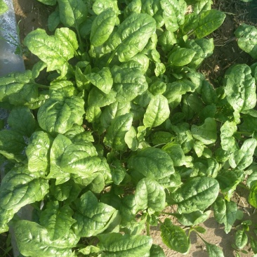 秋菠菜20~25厘米