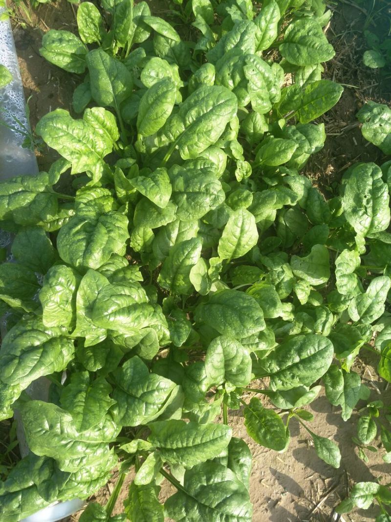秋菠菜20~25厘米