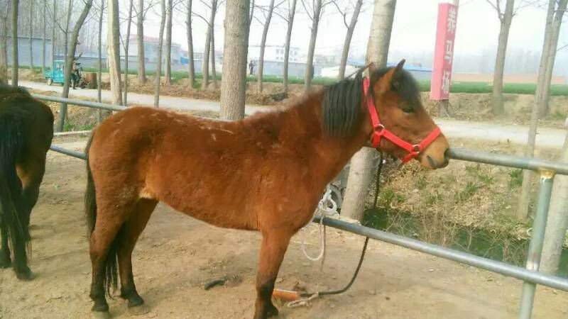 矮马100~200kg