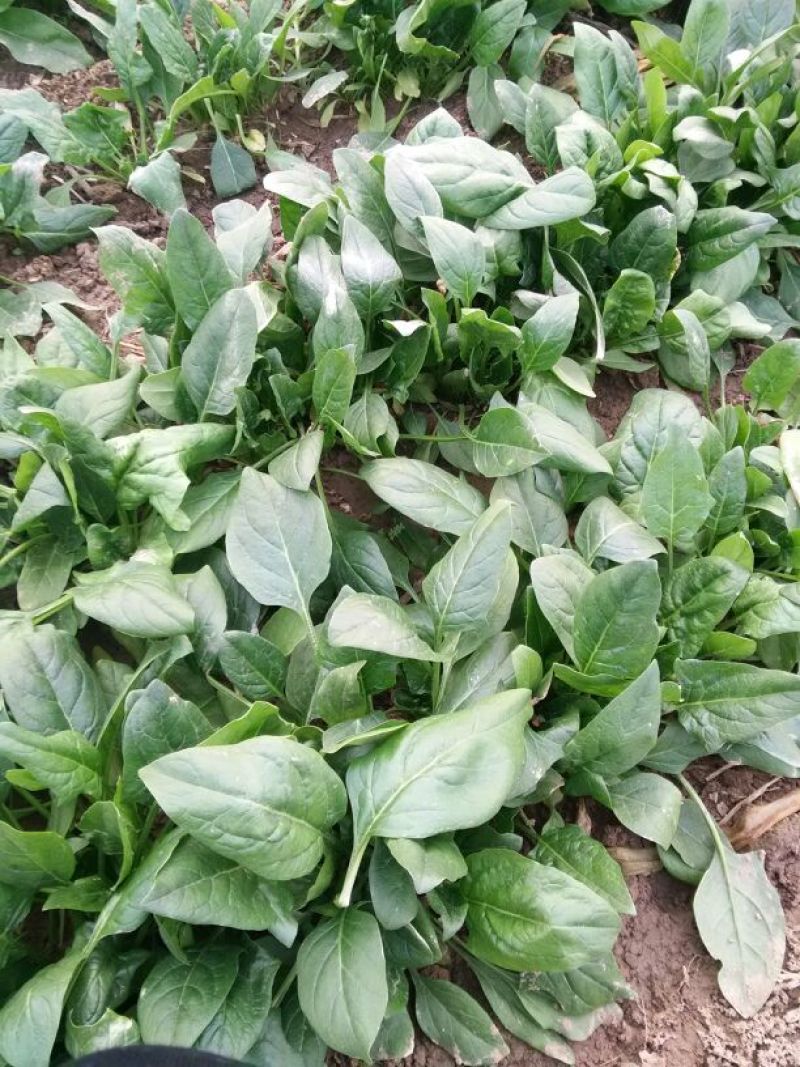 菠菜15~20厘米